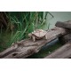 Конструктор деревянный 3D EWA Механическая Черепаха