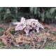Конструктор деревянный 3D EWA Динозавр Трицератопс