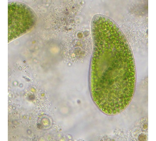 Микроскоп Bresser Researcher Trino Микроскоп Bresser Researcher Trino