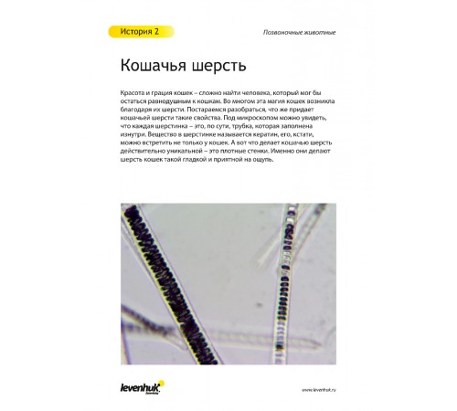 Набор микропрепаратов Levenhuk N80 NG «Увидеть все!» Набор микропрепаратов Levenhuk N80 NG «Увидеть все!»