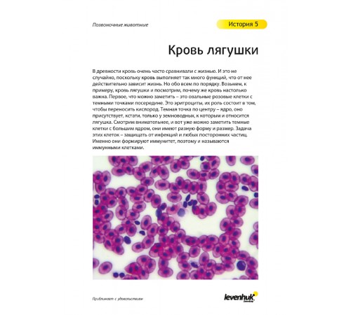 Набор микропрепаратов Levenhuk N80 NG «Увидеть все!» Набор микропрепаратов Levenhuk N80 NG «Увидеть все!»