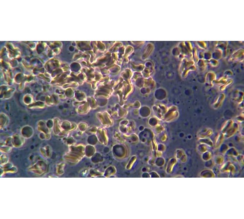 Кровь под микроскопом MAGUS Bio 270