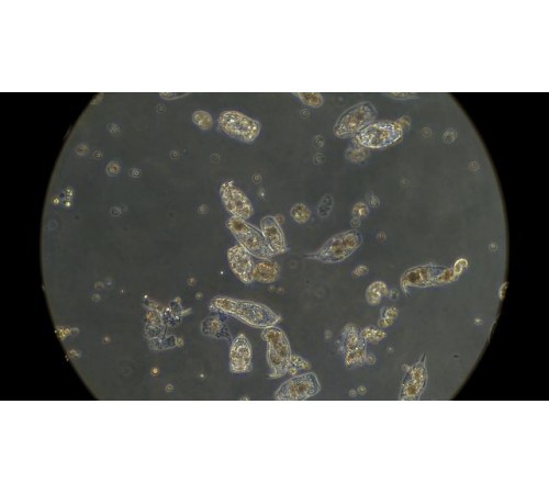 Вода из лесного озера под микроскопом MAGUS Bio V360