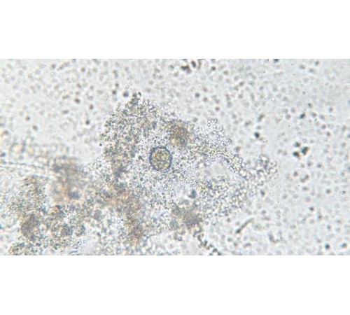 Вода из вазы под микроскопом MAGUS Bio V300