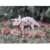 Конструктор деревянный 3D EWA Динозавр Трицератопс
